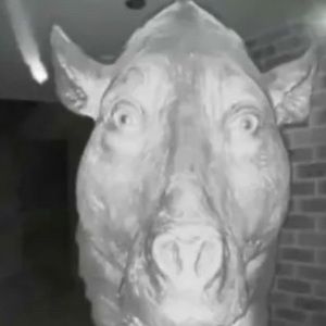 Meet your Posher, Kylie